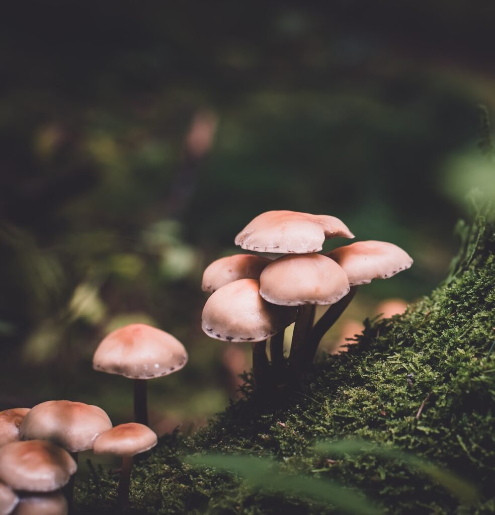 Champignon Nature bivouac